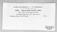 Aplosporella peckii image